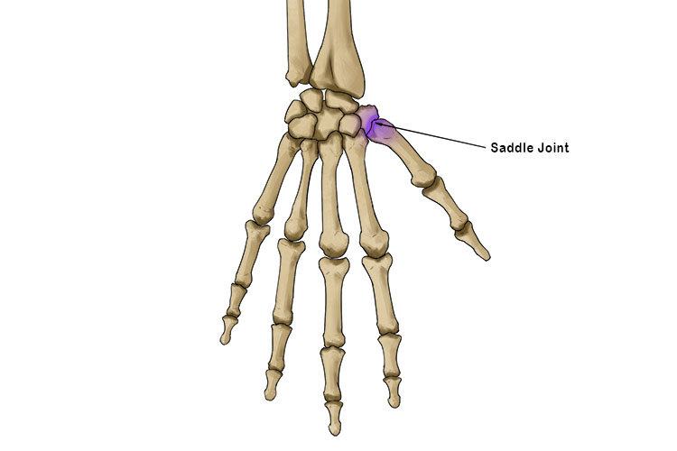 The saddle joint sits at the bottom of the thumb